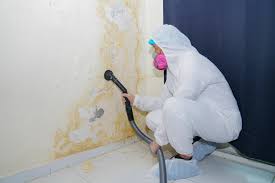 Reliable Jenkintown, PA Mold Prevention & Removal  Solutions